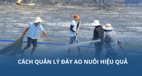 Cách quản lý đáy ao nuôi hiệu quả